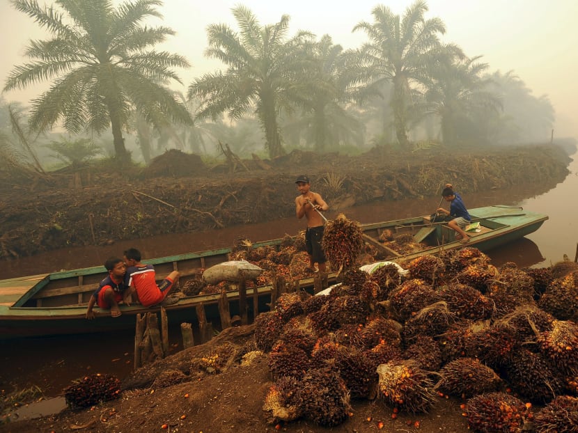 A worker unloads palm fruit at a palm oil plantation in Peat Jaya, Jambi province on the Indonesian island of Sumatra. Photo: Reuters