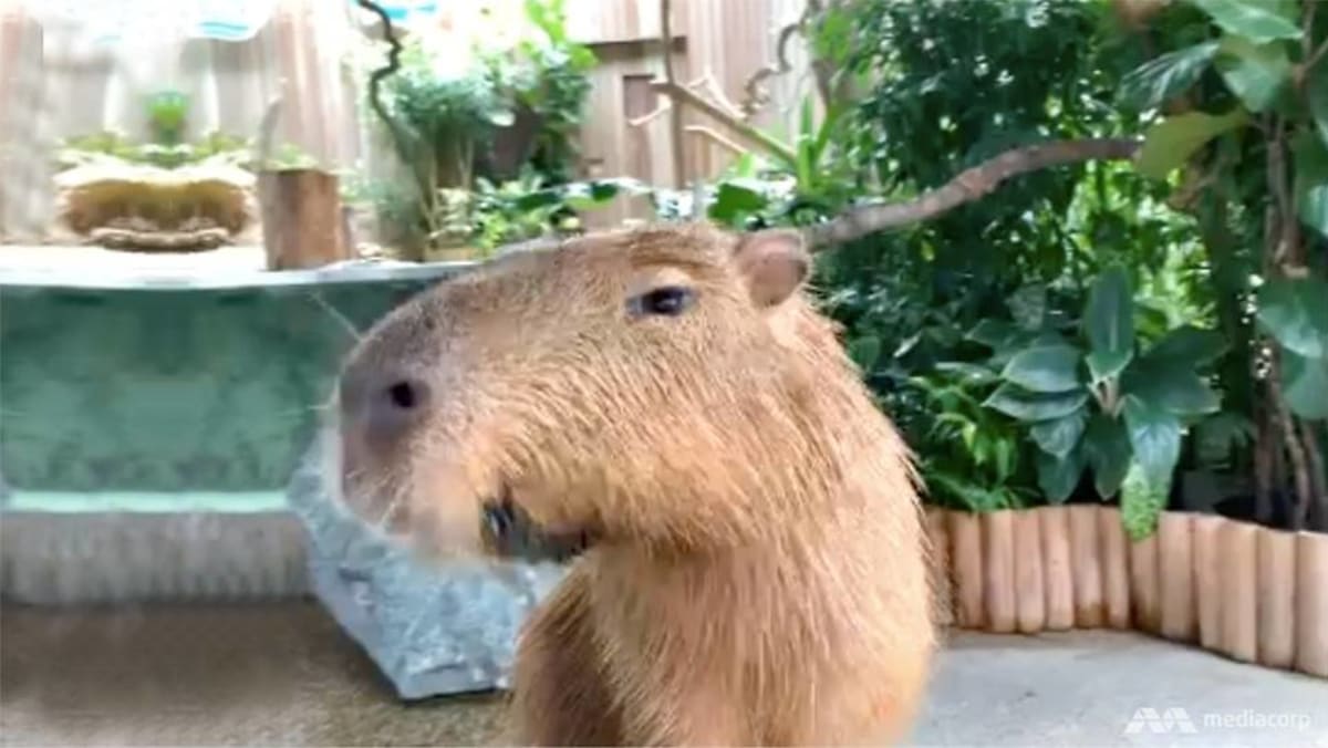 river safari capybara