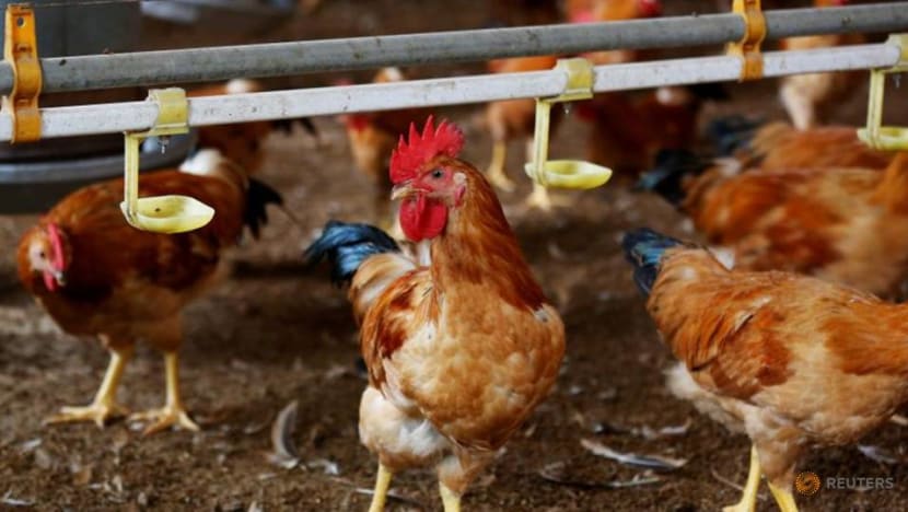 Commentary: Singapore loves eggs but can we make production friendlier for hens? Commentary: Singapore loves eggs but can we make production friendlier for hens?