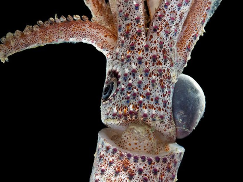The Cock-Eyed Squid (Family Histieuthidae) measuring some 8 cm has one eye naturally much larger than the other. It apparently swims with the larger eye looking downwards for food, whilst the smaller eye peers upwards, presumably on the lookout for predators. Photo: SJADES 2018