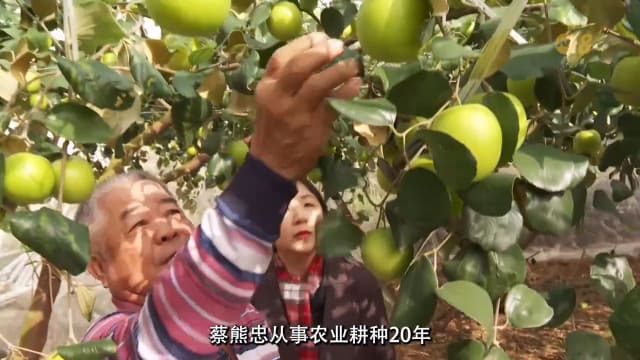 焦点 | 果香飘“政治味” 台湾农民会投给谁？