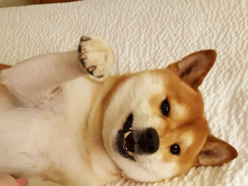 Tomi takes a bow at Westminster dog saved family from fire TODAY