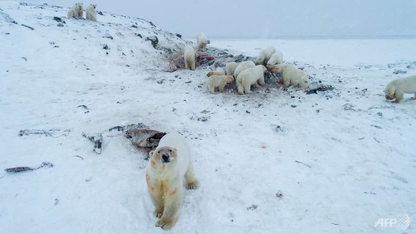 Weak Arctic ice sees 56 polar bears descend on Russian village Weak Arctic ice sees 56 polar bears descend on Russian village