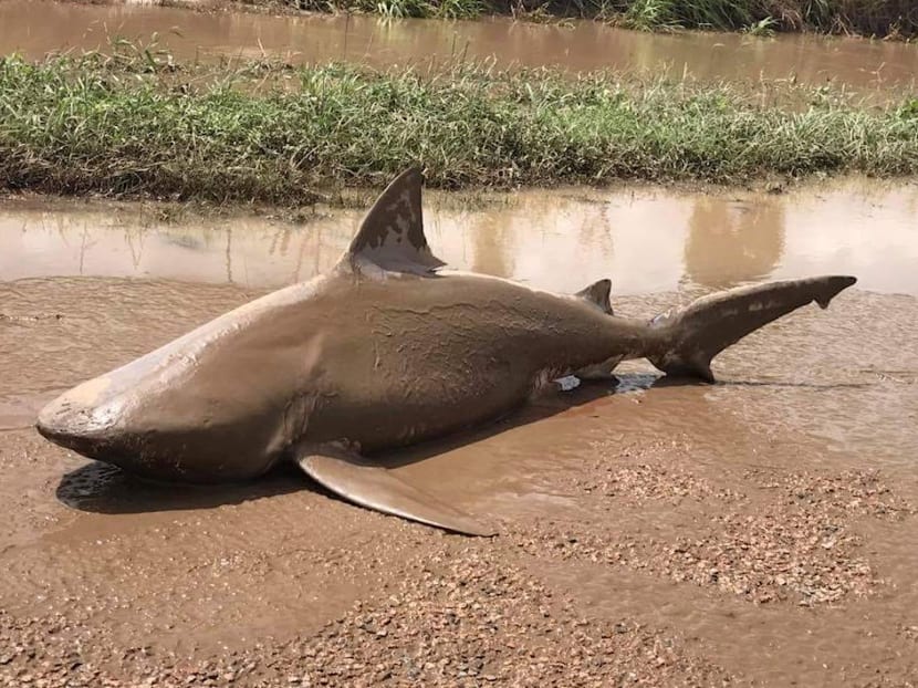 An undated supplied image released March 30, 2017, shows a bull shark that was found in a puddle near the town of Ayr, located south of Townsville, following flooding in the area from heavy rains associated with Cyclone Debbie in Australia. Photo: Queensland Fire and Emergency Services/Handout via Reuters