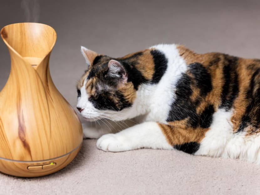 Household items that can be harmful to cats Scented candles, perfume