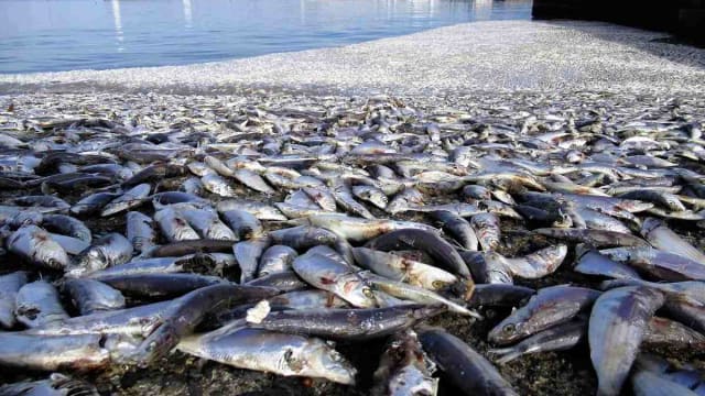 日本再有大量死鱼被冲上海岸 官方称原因至今未明