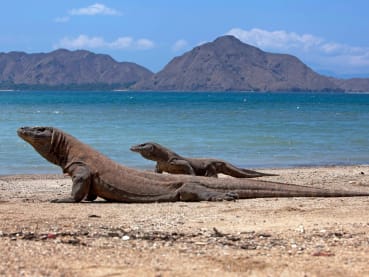 Would you pay S$1,380 to see the famed Komodo dragons?