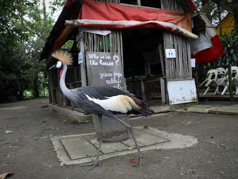 Authorities working with popular Seletar petting farm to rehome animals, find alternative sites for its businesses