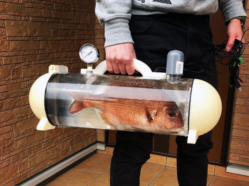 Fancy Taking Your Pet Fish Out On A Walk In A Fish Tank Handbag? - TODAY