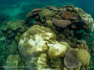 Coral reefs bleach in the Great Barrier Reef as scientists conduct in-water monitoring during marine heat in Russell Island, Australia, on Feb 3, 2024 in this handout picture obtained by Reuters on April 12, 2024. 