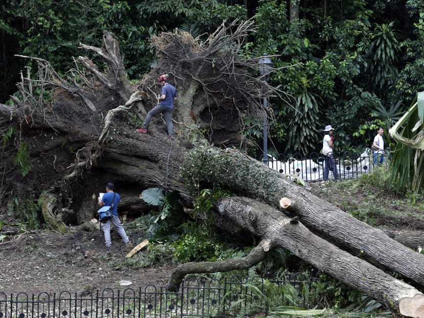 After detailed checks, NParks declares trees in Botanic Gardens’ Palm Valley safe After detailed checks, NParks declares trees in Botanic Gardens’ Palm Valley safe