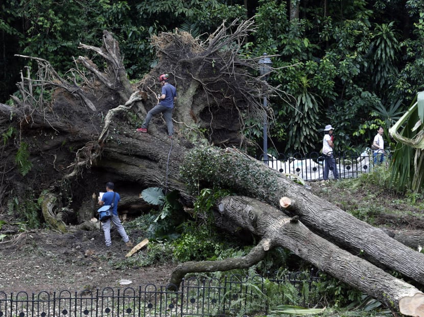 Authorities investigate a fallen Tembusu tree at the Singapore Botanic Gardens, Feb 12, 2017. Photo: Wee Teck Hian/TODAY