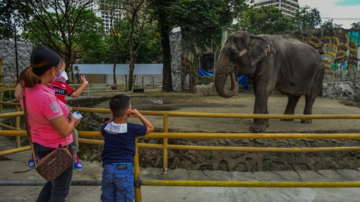 Elephant at centre of animal rights campaign dies in Philippine zoo