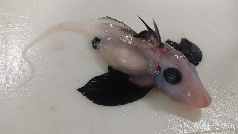 Rare baby ghost shark discovery delights New Zealand scientists Rare baby ghost shark discovery delights New Zealand scientists
