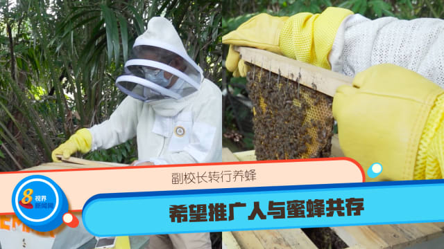 副校长转行养蜂 希望推广人与蜜蜂共存