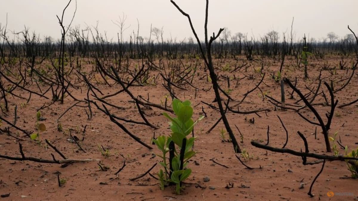 Mass biodiversity loss would slash global credit ratings, report warns