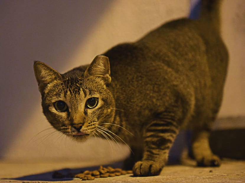 'Caldecatts': The Cats of Caldecott