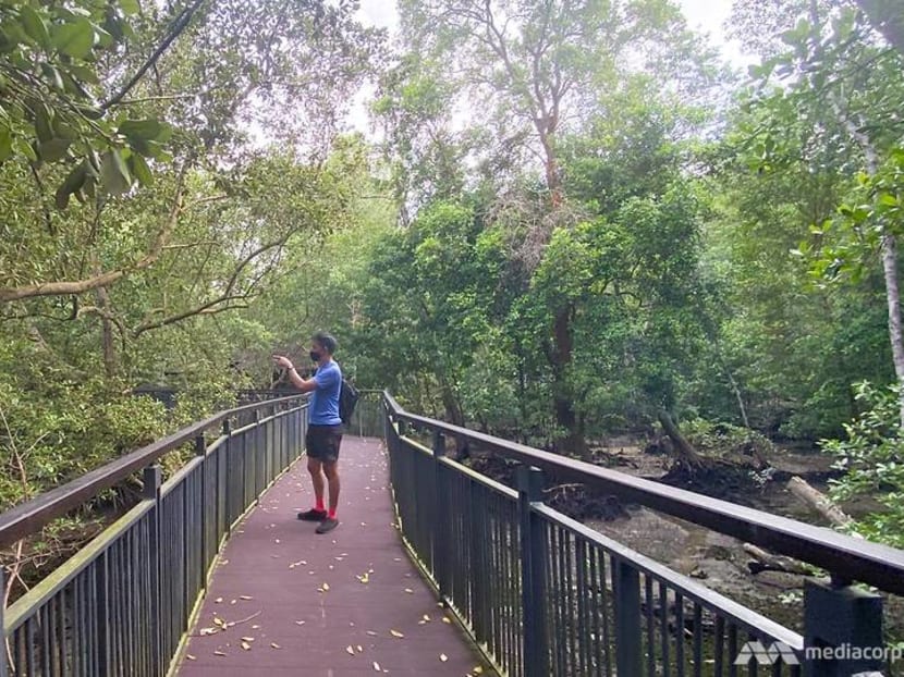 CNA explores Singapore on foot (Day 4):  Getting into hot water and searching for crocs