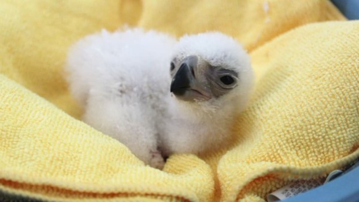 Endangered Philippine Eagle Hatched In Captivity - TODAY