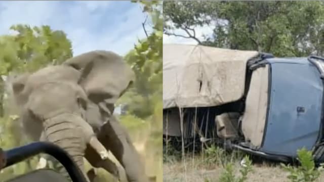 非洲乘车猎游被大象攻击 美国老妇不幸丧命