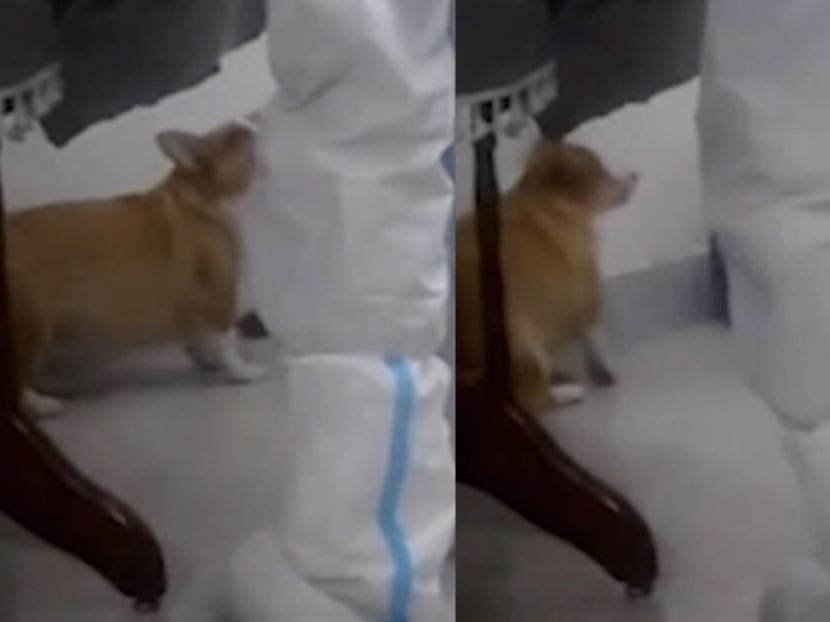 The video of the killing prompted a wave of anger against the way Chinese authorities have treated animals while enforcing Covid-19 prevention rules. The video of the killing prompted a wave of anger against the way Chinese authorities have treated animals while enforcing Covid-19 prevention rules.