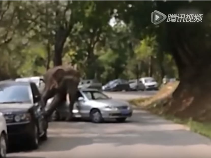 The elephant that was seen 'playing' with cars in China yesterday. Photo: Screencap from People's Daily YouTube channel