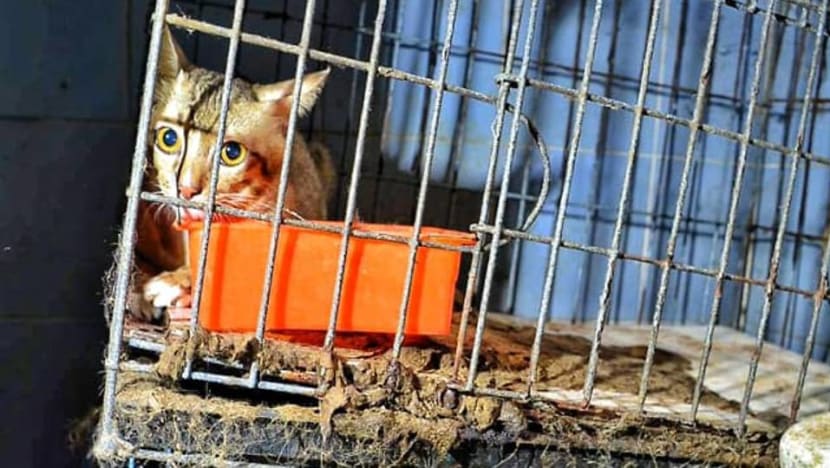 At least 120 cats rescued from ‘hellish jail’ outside Bangkok
