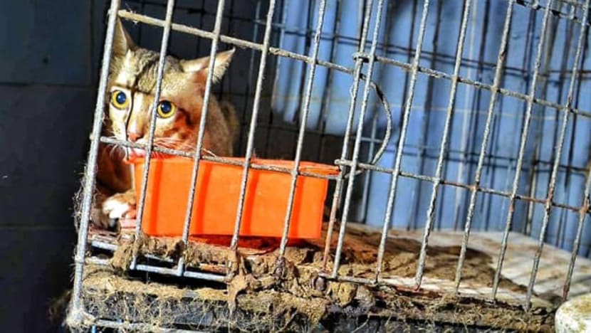At least 120 cats rescued from ‘hellish jail’ outside Bangkok At least 120 cats rescued from ‘hellish jail’ outside Bangkok