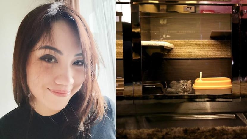 Luxury pet hotel owner charged over selling pedigree cats without pet shop licence Luxury pet hotel owner charged over selling pedigree cats without pet shop licence