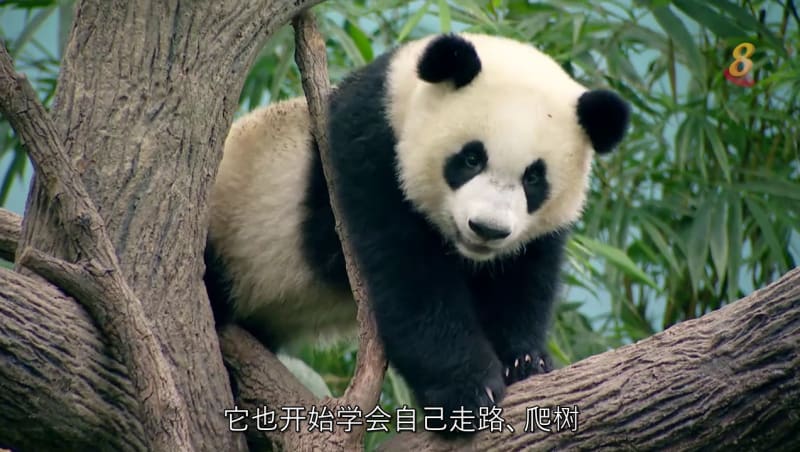 前线追踪 | 熊猫叻叻一岁了 一年来有什么变化？
