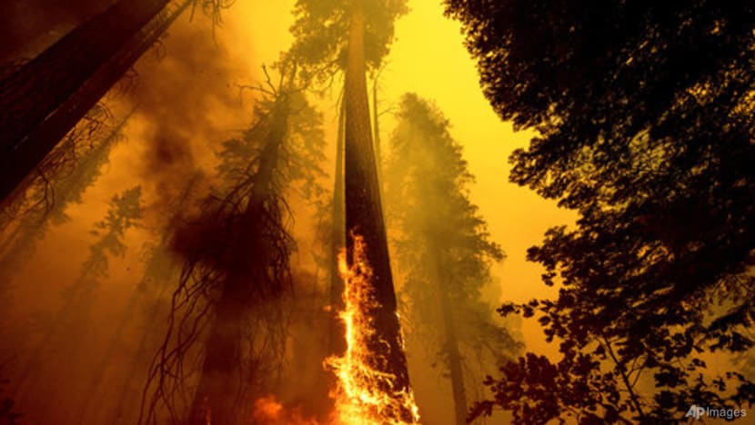 California firefighters scramble to protect sequoia groves California firefighters scramble to protect sequoia groves