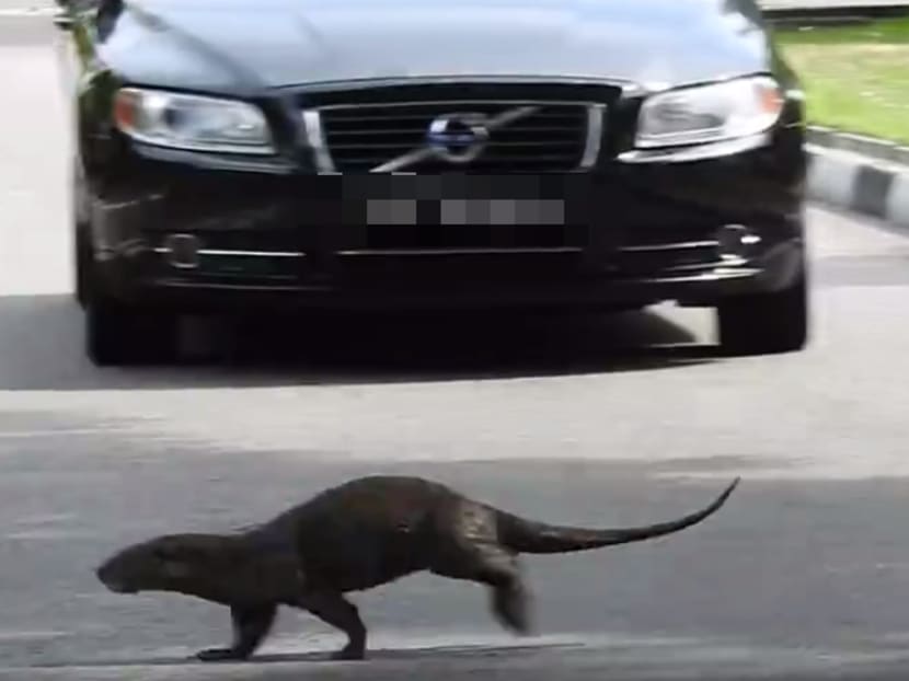 An otter running across East Coast Park Service Road in a video posted by Facebook user Chun Kit Soo on Sunday (May 8).