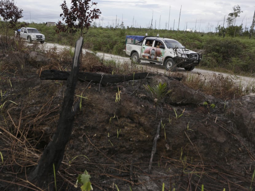 In this Jan 4, 2016 photo, a burnt tree stump from a 2015 forest fire is seen on the side of a road as trucks belonging to Borneo Orangutan Survival Foundation drive past during an orangutan rescue mission in Sungai Mangkutub, Central Kalimantan, Indonesia. Photo: AP