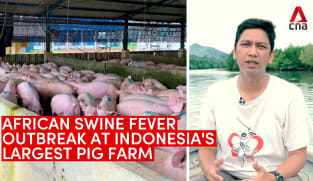The African swine fever outbreak at Indonesia's largest pig farm | Video