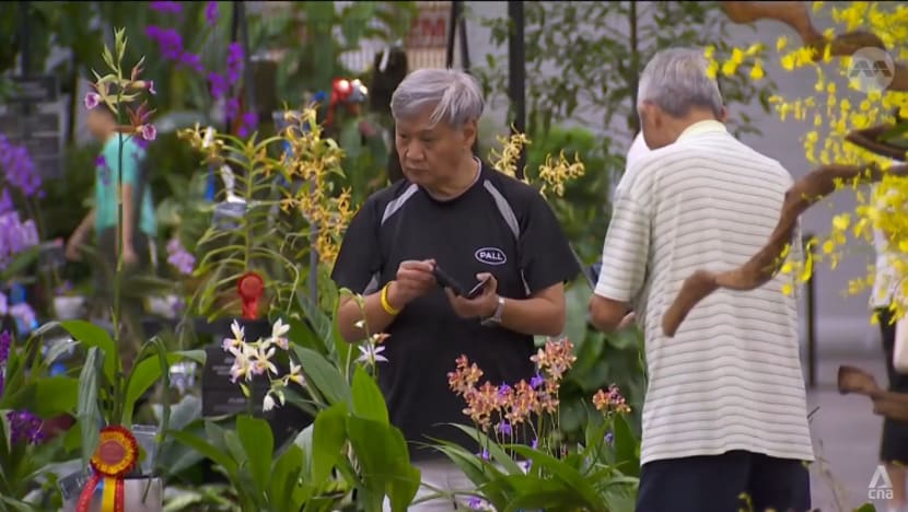 Singapore’s orchid export value in steep decline; growers lament insufficient space and rising costs