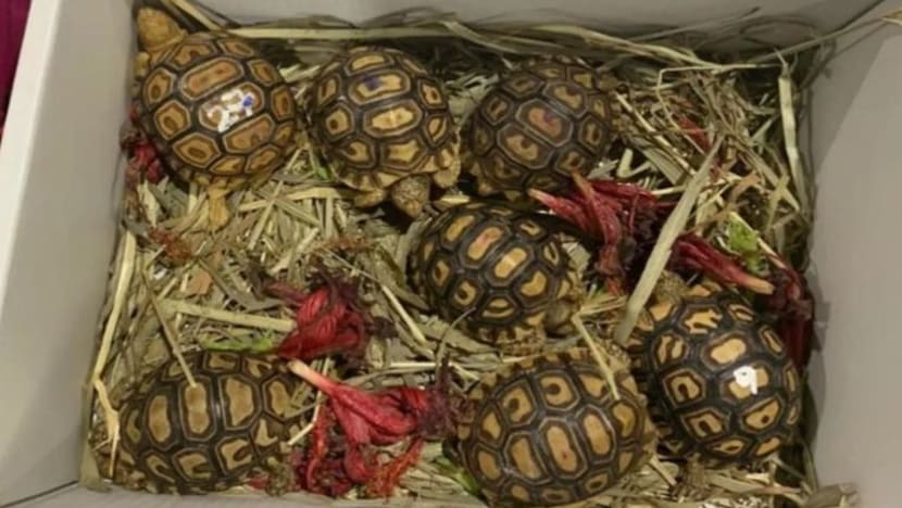 ICA gagalkan cubaan seludup kura-kura ke Singapura