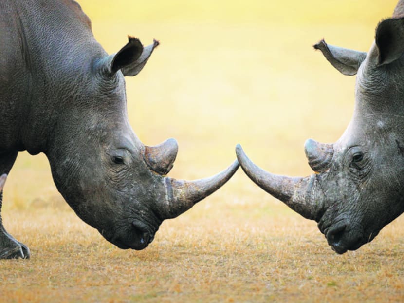 The African rhino is under serious threat from poachers.
Photo: Getty Images