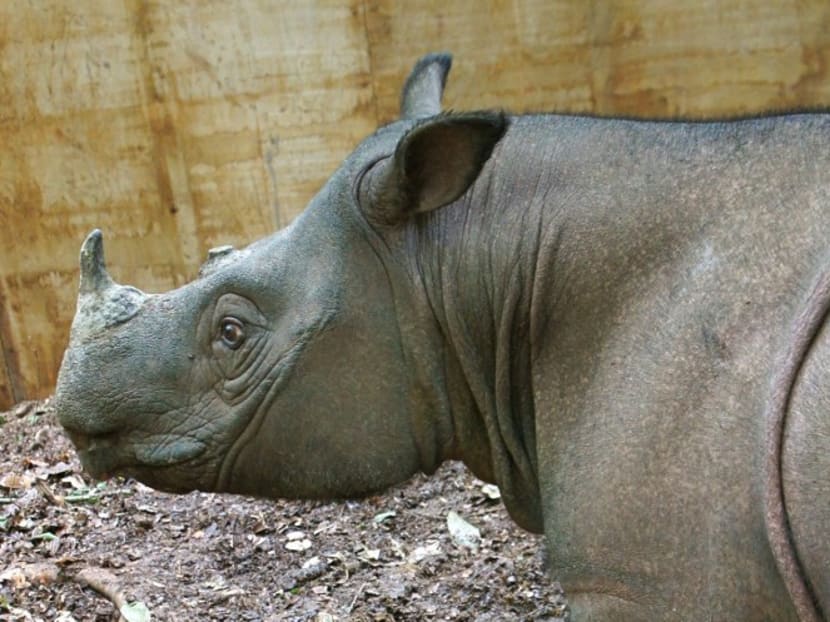 This handout photo received from Borneo Rhino Alliance on December 23, 2011 shows a Sumatran Rhino named Puntung in her temporary enclosure in Tabin, Eastern part of Sabah, Malaysia, on the island of Borneo. Photo: Borneo Rhino Alliance via AFP