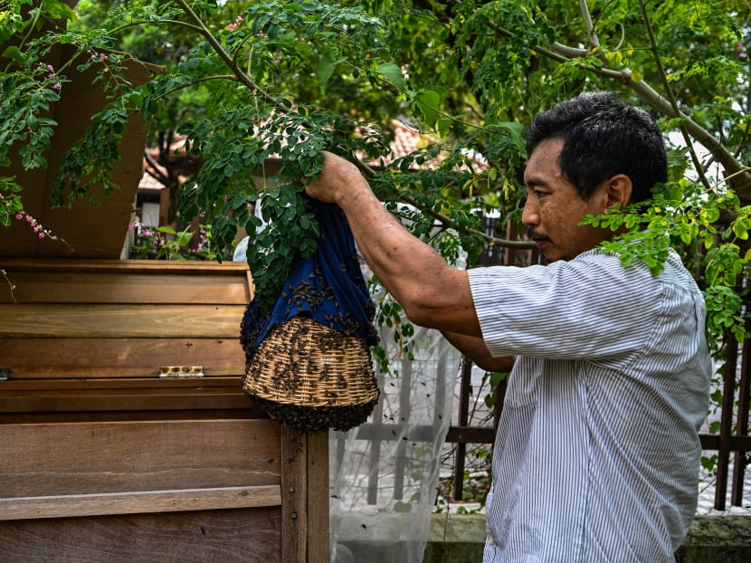 Mr Ooi Leng Chye from the MY Bee Savior Association releasing rescued bees into a Langstroth hive at a house in Kuala Lumpur, Malaysia on April 23, 2021.