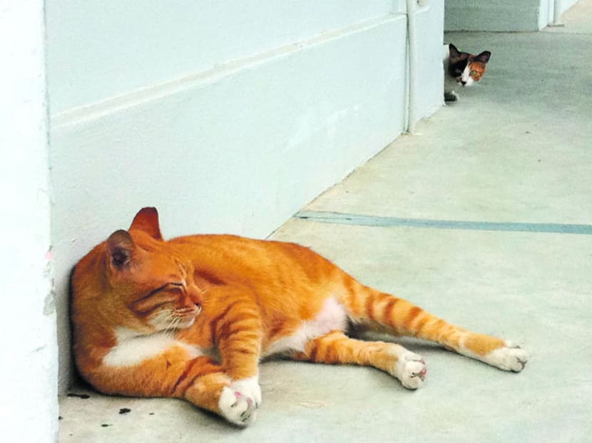 Stray cats outside an HDB unit in Yishun, where Mr Louis Ng is an MP. Mr Ng said he intends to continue pushing for the legalisation of cats in HDB flats.