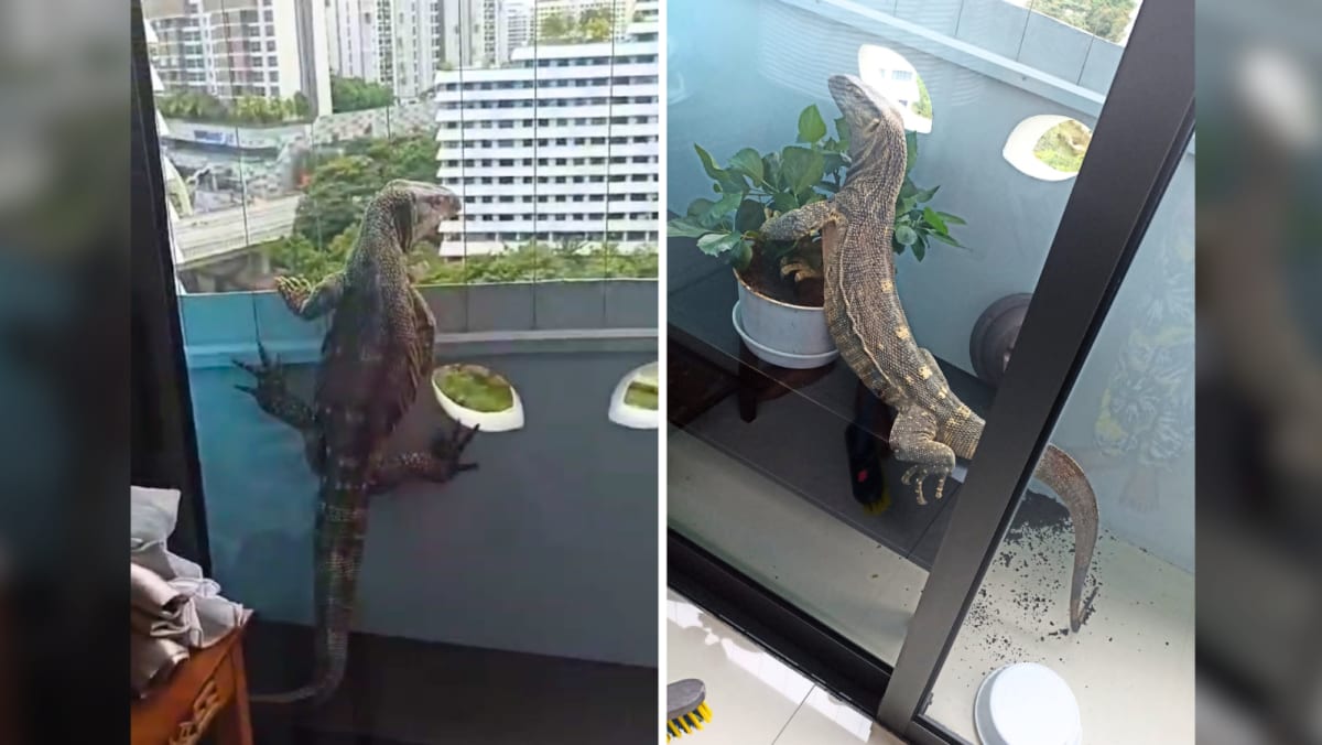 Non-native monitor lizard found in Singapore flat casts spotlight on illegal exotic pet trade