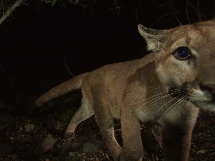 In this Feb 10, 2015 photo provided by the National Park Service, a mountain lion walks near a remote camera in California. The cougar, who’d been tagged and was known to researchers as P-32, died Monday, Aug 10, 2015, on Interstate 5 near Castaic, Calif., after being hit by a car. Photo: AP