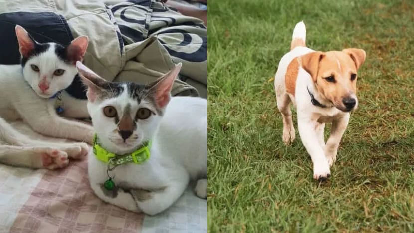 Commentary: Having a pet is not all sunshine and rainbows, it’s hard work Commentary: Having a pet is not all sunshine and rainbows, it’s hard work