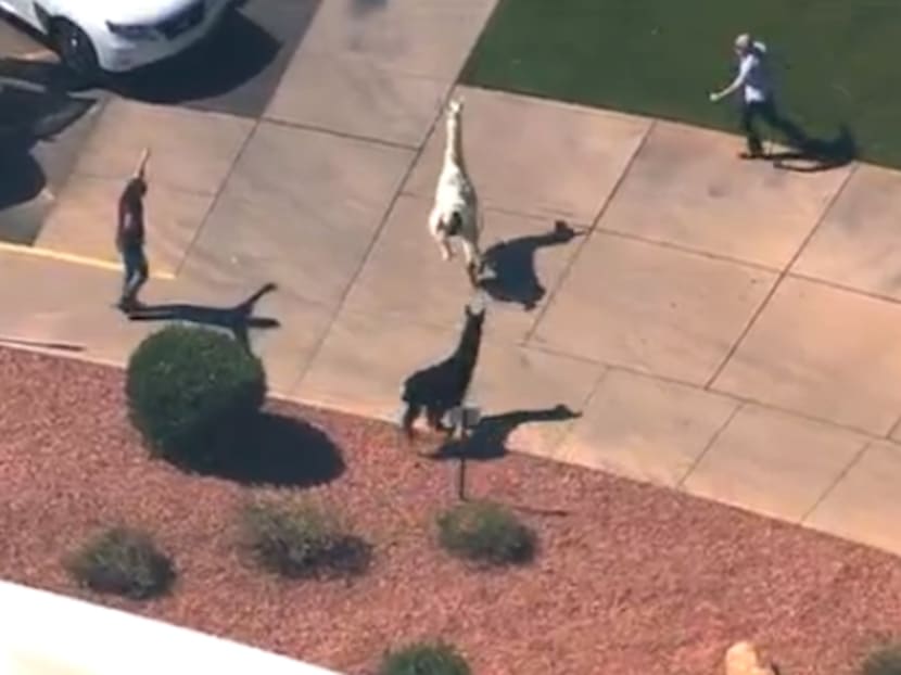 Two quick-footed llamas on the loose at Sun City, Arizona. Photo:@kyleBoschVNL/Twitter