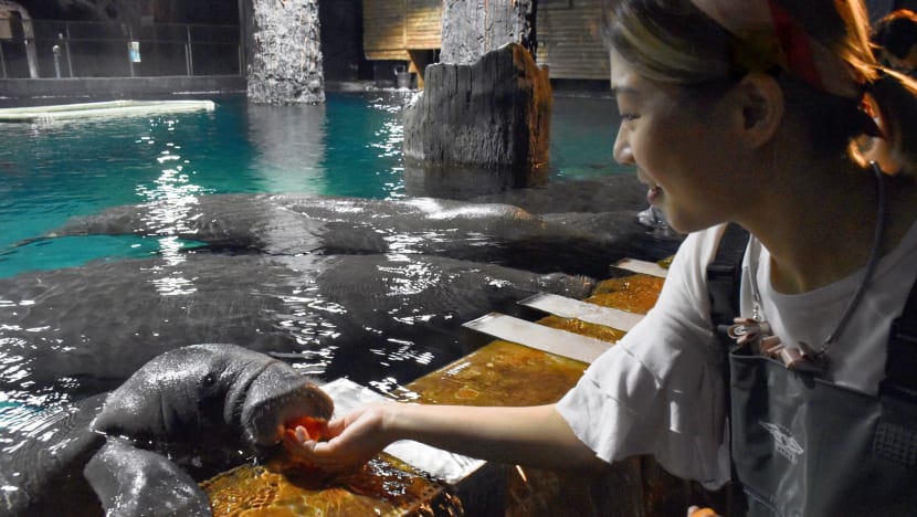 Giveaway: Secret River Safari Tours Where You Can Feed Manatees, Electric Eels & Piranhas