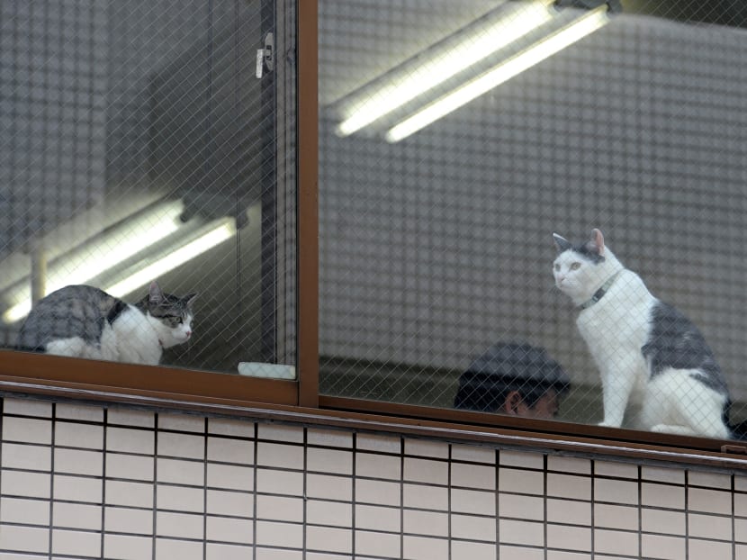 This May 16, 2017 picture by AFPBB News shows cats at an IT office in Tokyo. Workaholic Japan is known for long office hours and stressed out employees, but one company claims to have a cure: Cats.