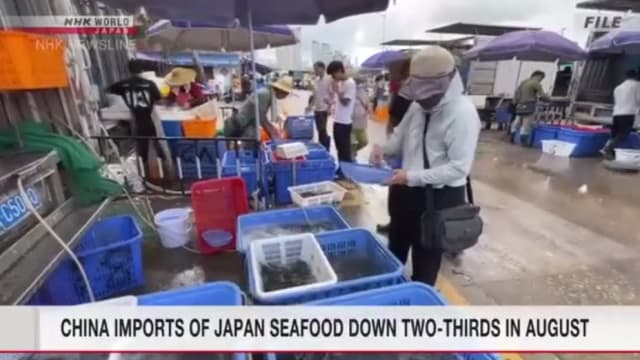 日本福岛核处理水排海后 中国进口日本水产品大跌