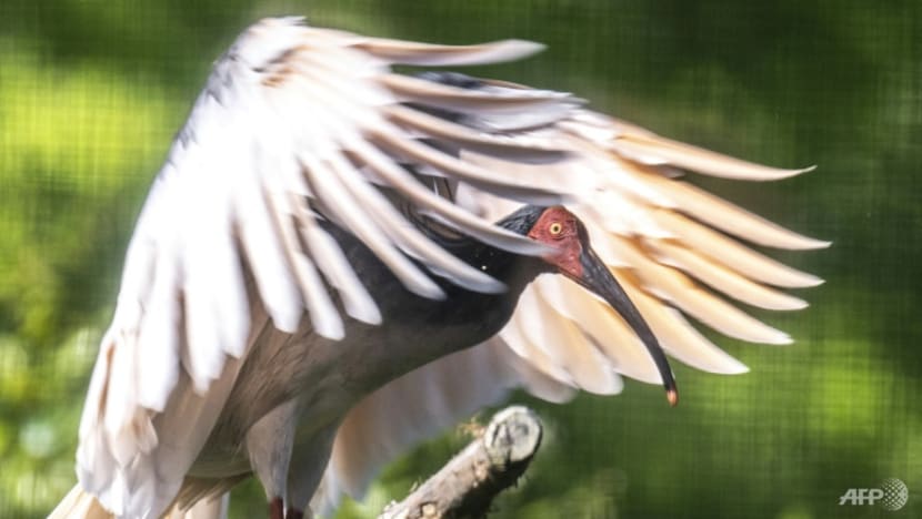 Modern phoenix: The bird rescued from extinction in Japan Modern phoenix: The bird rescued from extinction in Japan