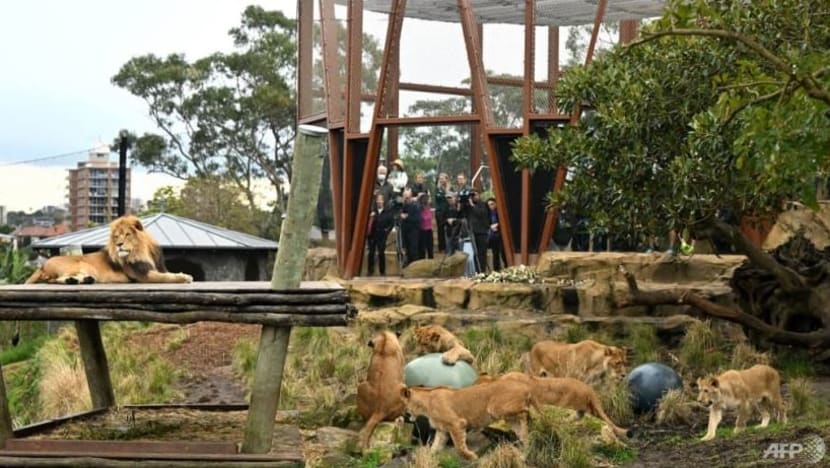 5 singa terlepas di taman haiwan Sydney, tetamu dipindah ke tempat selamat