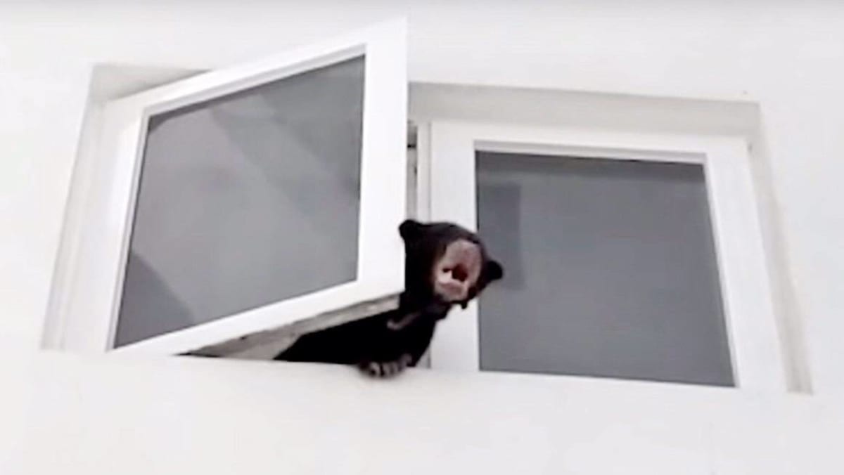 'I thought it was a dog', claims M'sian singer nabbed for taking sun